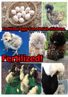 1 Polish chicken egg. Fertilized. #polish #poland #polandchicken