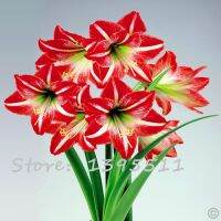 【❖New Hot❖】 huawo1 หลอดไฟ2หลอด Amaryllis หลอดฮิปปี้แท้ดอกไม้ Barbados ลิลลี่กระถางระเบียงสวนพืชในบ้านกระเปาะ