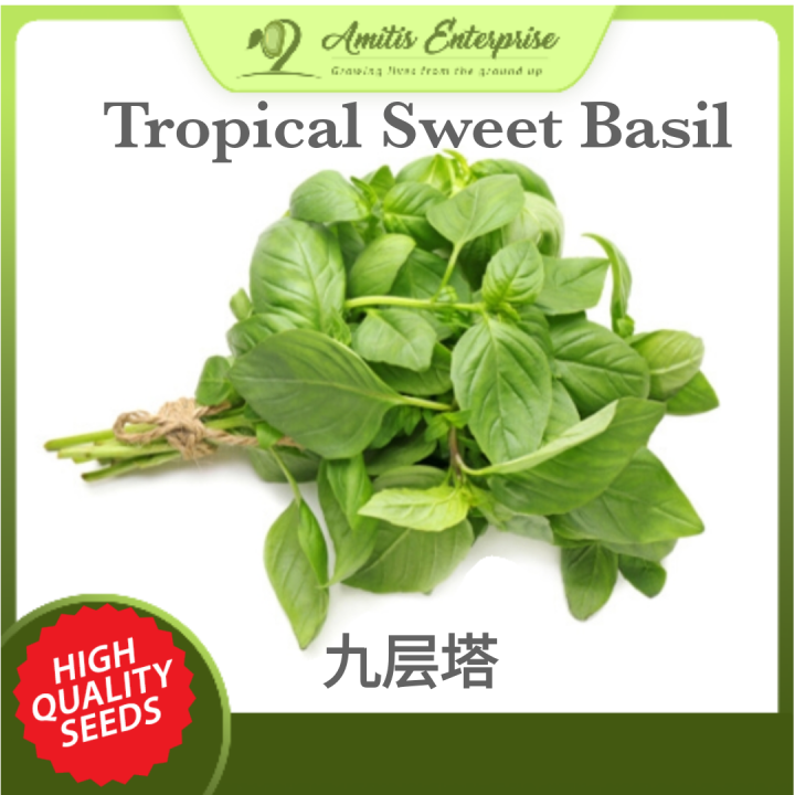 200 seeds Sweet Tropical Basil Daun Selasih 九层塔 Highest Quality 90