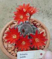 Cactus Rebutia judith รีบูเทียดอกสีแดง R005