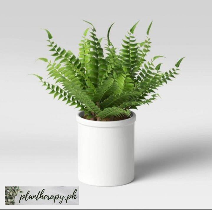 Boston Fern Free pot and white pebbles Lazada PH