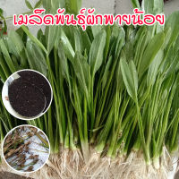 เมล็ดพันธุ์ ผักพายน้อย ผักก้านจอง ตัวเลือกสูงสุด 12000 เมล็ด [ซื้อ 10 แถม 1 คละได้]