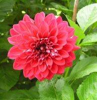 1 หัว/ออเดอร์ รักเร่ Dahlia Bulb สายพันธุ์ Ruby Foss หัวรักเร่ ดอกไม้ หัวหน่อ เหง้า นำเข้า เนเธอร์แลน หัวสดใหม่