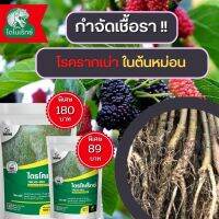 กำจัดเชื้อรา สาเหตุของโรครากเน่า ในต้นหม่อน ไตรโคเดอร์มา ไตรโคเร็กซ์ ปลอดภัยต่อคนและสัตว์เลี้ยง 100%