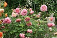 30 เมล็ด เมล็ดพันธุ์ กุหลาบ พันธุ์ Jubilee Celebration Rose Seeds ดอกใหญ่ นำเข้าจากต่างประเทศ พร้อมคู่มือ เมล็ดสด