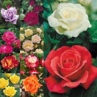 30 เมล็ด เมล็ดพันธุ์ Garden Seeds ดอกกุหลาบ สีคละสี พันธุ์ดอกใหญ่ นำเข้า Rose Seeds