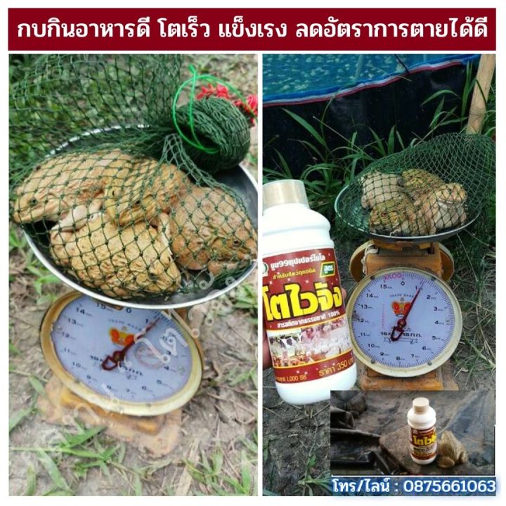 ส่งฟรีไม่ใช้โค๊ด-อาหารเสริม-ไคโตซาน-เติบโตดี-สำหรับสัตว์ทุกชนิด