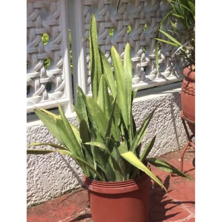 Plant Indoor Outdoor Snake Plant Silver Queen Variety(It&rsquo;s a seed, not