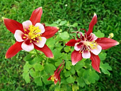 20 เมล็ดพันธุ์ เมล็ด ดอกโคลัมไบน์ (Columbine) เป็นดอกไม้ประจำรัฐ Colorado Columbine flower Seed อัตราการงอกสูง 80-85%