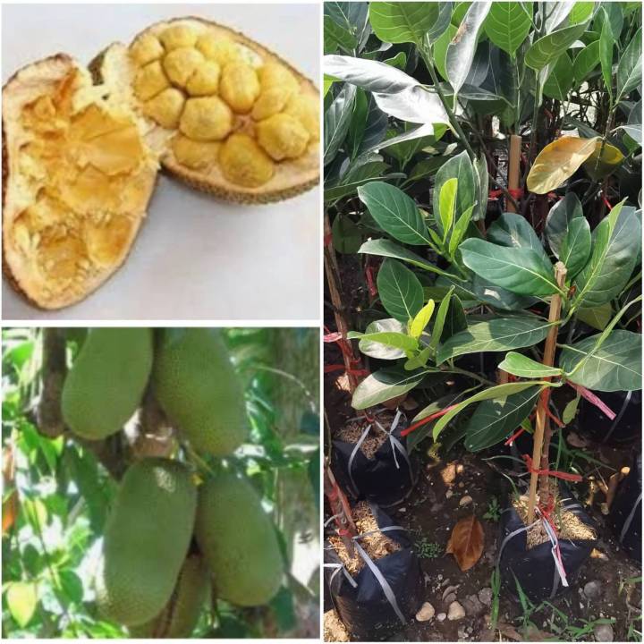 ต้นทุเรียนจำปาดะ-champada-durian-กิ่งทาบขนาด50ซม-1ต้น