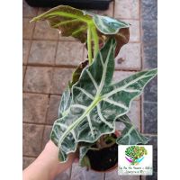 ( PRO+++ ) โปรแน่น.. ลดล้างสต๊อก‼️‼️Alocasia Sanderiana Bull แก้วสารพัดนึกตัวผู้ ราคาสุดคุ้ม พรรณ ไม้ น้ำ พรรณ ไม้ ทุก ชนิด พรรณ ไม้ น้ำ สวยงาม พรรณ ไม้ มงคล