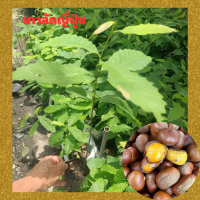 เกาลัดญี่ปุ่น Japanese Chestnut ต้นเพาะเมล็ด พร้อมปลูก ต้นละ 299 บาท