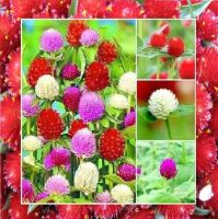 บานไม่รู้โรย เมล็ดพันธุ์ คละสี Gomphrena Mix seed ดอกไม้ พรรณไม้ คุณภาพ 100 เมล็ด ปลูกง่าย ออกดอกบ่อย ทนฝน ทนแดด