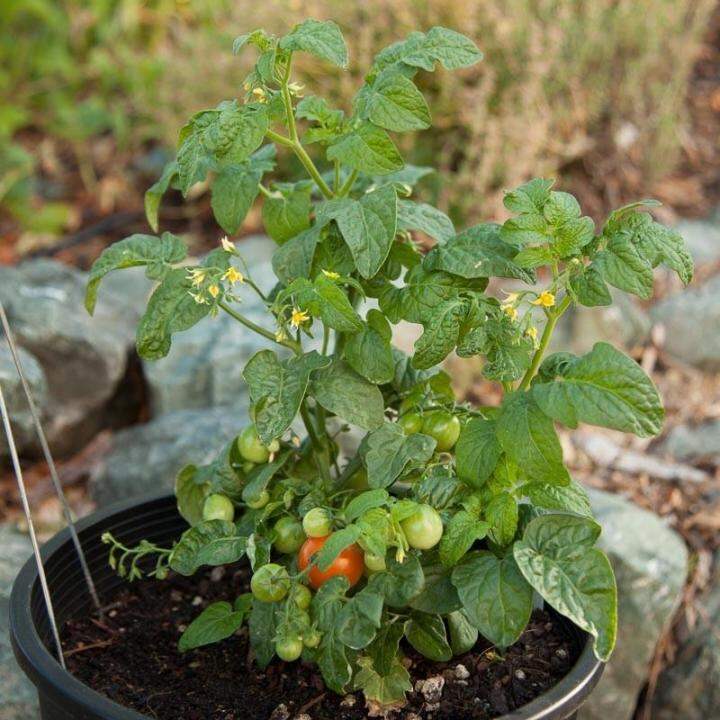 Tiny Tim Cherry Tomato Seeds ideal for containers, dwarf plant Lazada PH