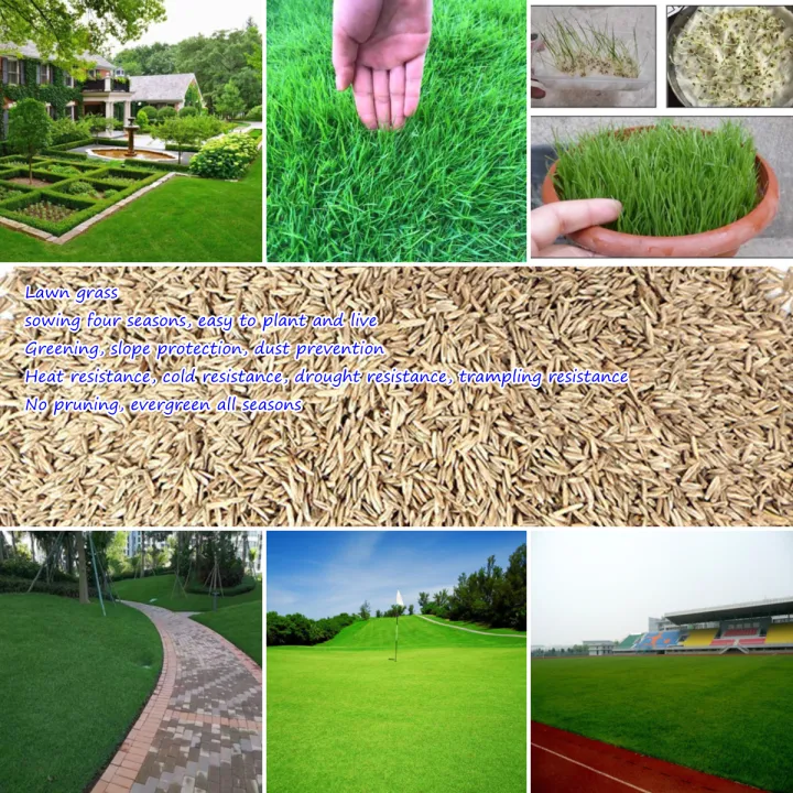 Perennial Green Grass Seed(200PCSPack)Golf Course Lawn Seeds Tall