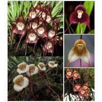 เมล็ดพันธุ์ กล้วยไม้หน้าลิง ต้นไม้ประดับ คละลายMonkey Face Orchid Bonsai Plant House Garden Flower Seeds 10เมล็ด