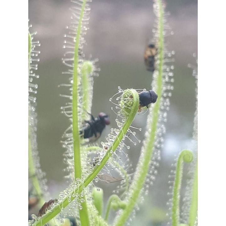 new-เมล็ดพืชกินแมลง-drosera-finlaysoniana-50-เมล็ด
