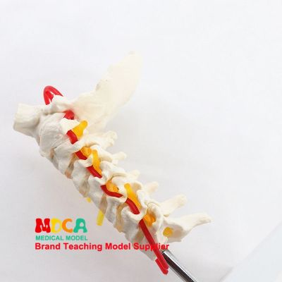 The occipital orthopaedic spinal nerve cervical vertebra model of human spine model medical medical teaching MGJ006