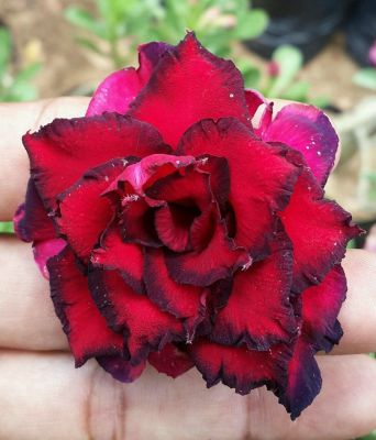 10 เมล็ดพันธุ์ ชวนชม สายพันธุ์ไต้หวัน สีแดง Adenium Seeds กุหลาบทะเลทราย Desert Rose ราชินีบอนไซ มีคู่มือปลูก นำเข้าจากไต้หวัน