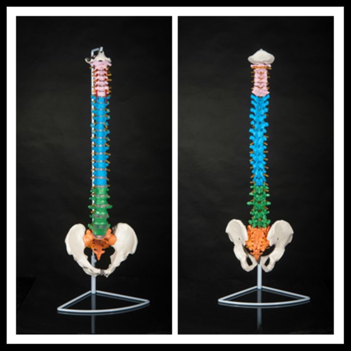 bonesetting-color-human-body-skeleton-model-big-spinal-vertebral-body-spinal-model-adult-1-1-with-thoracic-vertebra-pelvis