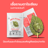 เมธาไรเซียม (500g) กำจัดแมลงศัตรูพืช ออร์แกนิคแท้ เพาะเชื้อในห้องLAB100% ปลอดภัยต่อผู้ใช้และสัตว์เลี้ยง