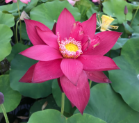 5 เมล็ดพันธุ์ บัว สายพันธุ์ ANCIENT CAPITAL NEW BEAUTY LOTUS สีชมพูแดง เพาะปลูกและเก็บเมล็ดในไทย ขยายพันธุ์ในไทยได้ สายพันธุ์นิยมปลูกในอเมริกา