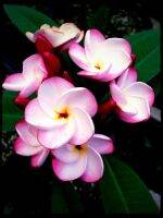 10 เมล็ด ลีลาวดี Frangipani , Pagoda Tree, Hawaii Plumeria ฮาวาย สายพันธุ์ Pink Pansy Plumeria สีชมพู ต้นไม้มงคล นิยมปลูกจัดสวน