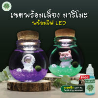 ชุดพร้อมเลี้ยง Marimo ครบเช็ต มีหลายแบบให้เลือก!