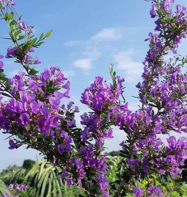 Cây giống linh sam hoa tím | Lazada.vn