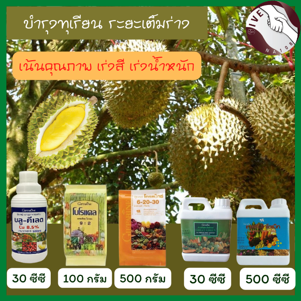 จัดส่งฟรี-ปุ๋ยทุเรียน-ก่อนเก็บเกี่ยว-เร่งสี-เพิ่มน้ำหนักรสหวาน-คุณภาพดีเยี่ยม-ปุ๋ยกิฟฟารีน-ปุ๋ยของแท้-100