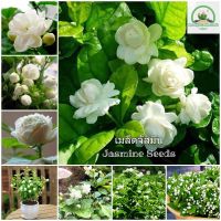 เมล็ดพันธุ์ ต้นมะลิ Jasmine Seeds Aromatic Flower Seeds ต้นดอกไม้สวยๆ เมล็ดดอกไม้ พันธุ์ดอกไม้ ต้นไม้ประดับ ต้นไม้ฟอกอากาศ บอนไซ ต้นไม้ ดอกไม้จริง แต่งสวน เมล็ดพันธุ์แท้ 100% ปลูกง่าย ปลูกได้ทั่วไทย (แต่ละแพ็คมี 50 เมล็ด - Seeds for planting)