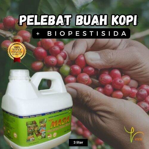 Pupuk Kopi Agar Berbuah Lebat Pupuk Penyubur Tanaman Kopi Pupuk