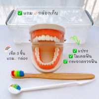 เซ็ต 3 ชิ้น โมเดลฟัน+แปรง+กระจกจรวจฟัน แถม‼️กล่องบรรจุ