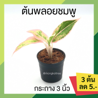 ?โปร 9.9 ? [แพ๊ก 10 ต้น] ต้นพลอยชมพู กระถาง 3 นิ้ว แสงเพชรแสงพลอย อโกลนีมา ออโรร่าชมพู วาสนาพารวย ต้นไม้มงคล ใบมีสีชมพูปนเขียว ไม้มงค