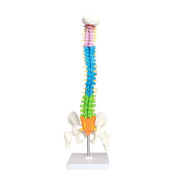 Mô hình cột sống giải phẫu mô hình cột sống giảng dạy tài nguyên Khoa Học