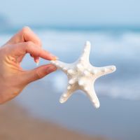 （READYSTOCK ）? Natural Super Large Starfish White Overlord Starfish Steamed Bread Starfish Specimen Creative Ornament Lucky Decoration Fish Tank Landscape YY