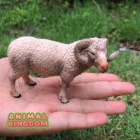 Animal Kingdom - โมเดล Sheep แกะ ขนาด 9.00 CM (จากสงขลา)