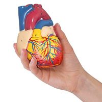 Plastic Heart Model Anatomy Heart Model 2-Part Deluxe Life-Size Human Heart Model Anatomy with 34 Anatomical Structures, Anatomical Heart