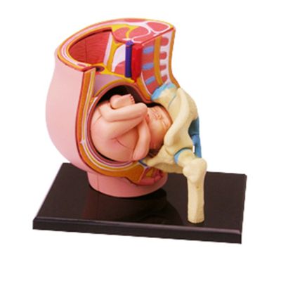 Medical-Torso Human Body Model Removable Parts Education Organs Model for Teaching Study Class Students