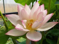 5 เมล็ด บัวนอก บัวนำเข้า บัวสายพันธุ์  Embolene LOTUS Seeds สีขาว ชมพู บัวแคระ พันธุ์เล็ก จิ๋ว ปลูกในสภาพอากาศประเทศไทยได้ ขยายพันธุ์ง่าย