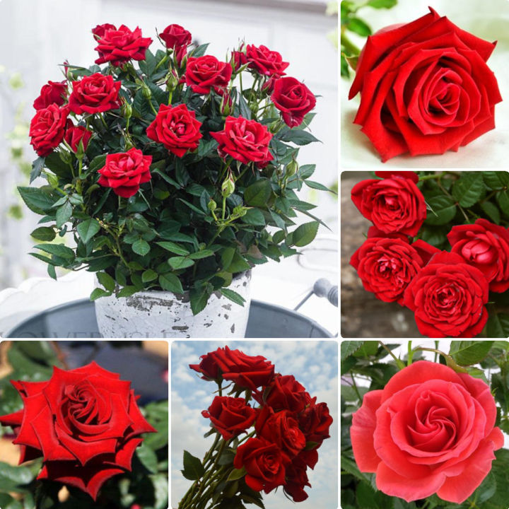 Malaysia Ready Stock Good Quality Red Rose Seeds Beautiful Romantic ...