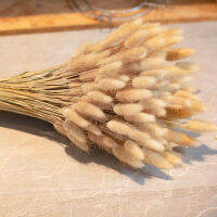 15/50 pcs Reed Grass สำหรับตกแต่งห้องธรรมชาติแห้ง Pampas หางกระต่ายหญ้า Boho Party Home Decor สำหรับจัดดอกไม้-GFGNH MALL