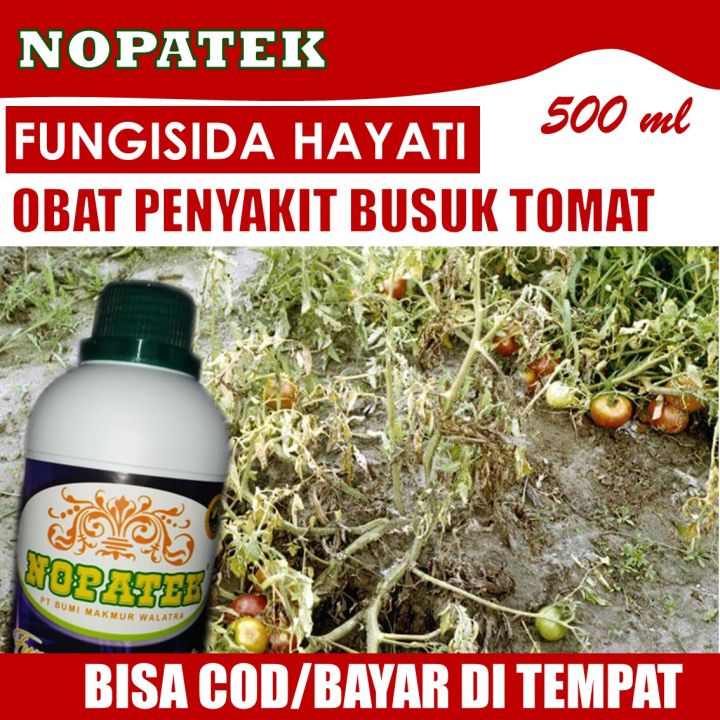 Promo Fungisida Obat Busuk Akar Dan Batang Tanaman Tomat Obat Penyakit