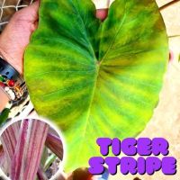 1 ต้น Colocasia Tiger Stripe บอนป่าหายาก ลายต้นสวยชัด ลายใบโดดเด่น ปลูกประดับสวยงาม ส่งแบบตัดใบ