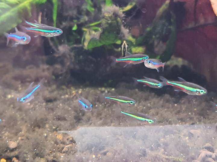 Green neon tetra 2cm x 5pc | Lazada Singapore