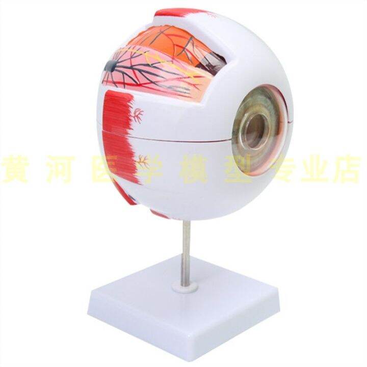 Human Eyeball Anatomy Model Eye Model Eye Anatomy Sensory Organ