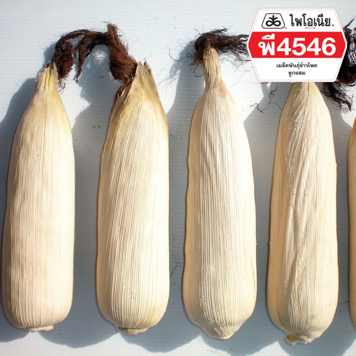 เมล็ดพันธุ์ข้าวโพดลูกผสม-ไพโอเนีย-p4546-ขนาด-3-5หุน-10-kg-ข้าวโพด-ผัก-เมล็ดพันธุ์พืช-ผักสวนครัว-พรรณไม้-พงษ์เกษตรอุตรดิตถ์