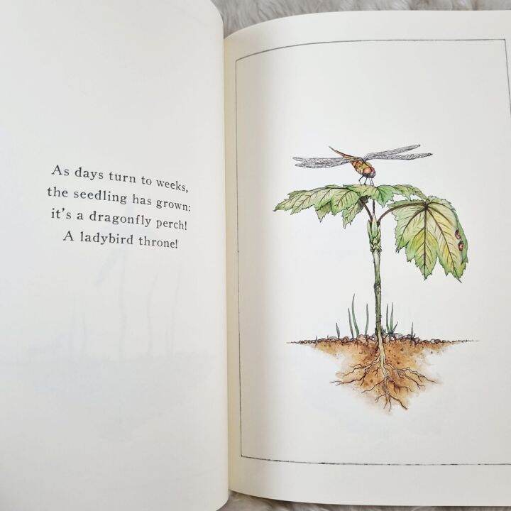 หนังสือ-เด็ก-it-starts-with-a-seed-paperback-by-laura-knowles-author-jennie-webber-artist-ความรู้-ต้นไม้-ภาพสวย-nature-tree-plant-seed