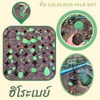 1 ต้น โคโลคาเซีย ฮิโระเบย์ Colocasia Hilo bay ปลูกได้ทั้งแบบบนดินและในน้ำ? จัดส่งแบบยกกระถาง สินค้าพร้อมส่ง