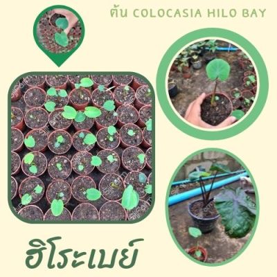 1 ต้น โคโลคาเซีย ฮิโระเบย์ Colocasia Hilo bay ปลูกได้ทั้งแบบบนดินและในน้ำ💦 จัดส่งแบบยกกระถาง สินค้าพร้อมส่ง